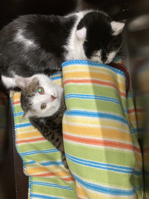 Maxi und Bolek ( Mutter und Sohn ) – Bild 2