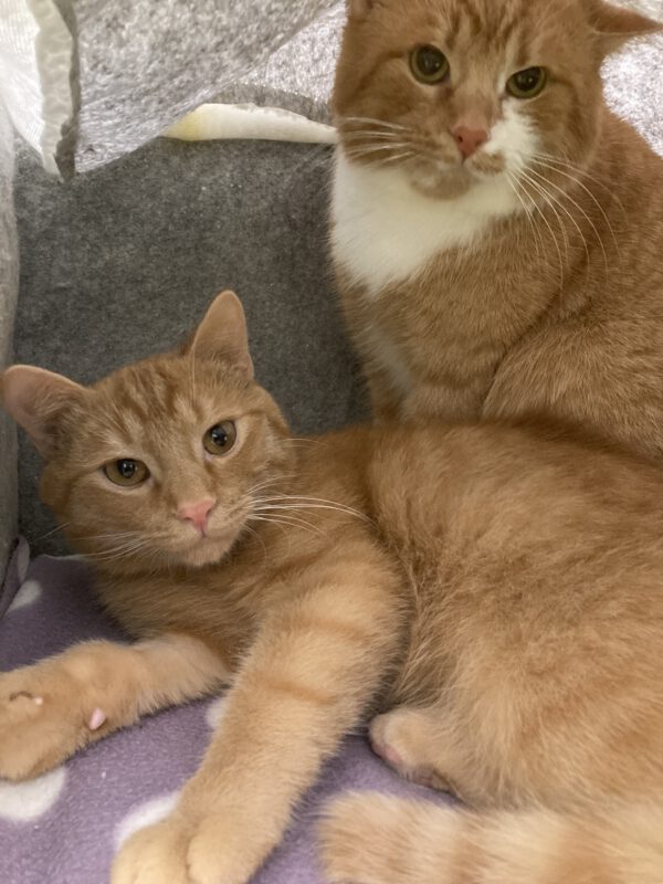 Ron und Dietrich