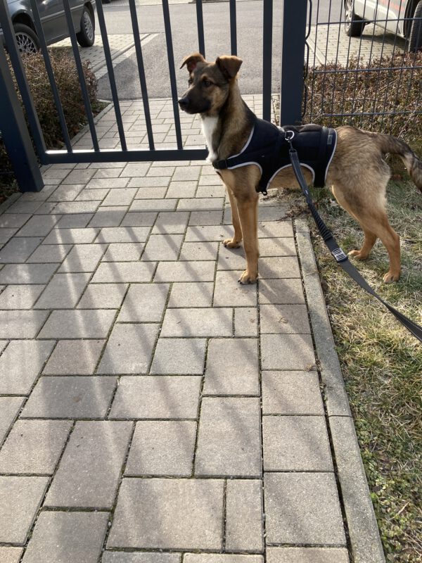 Dani – Bild 2