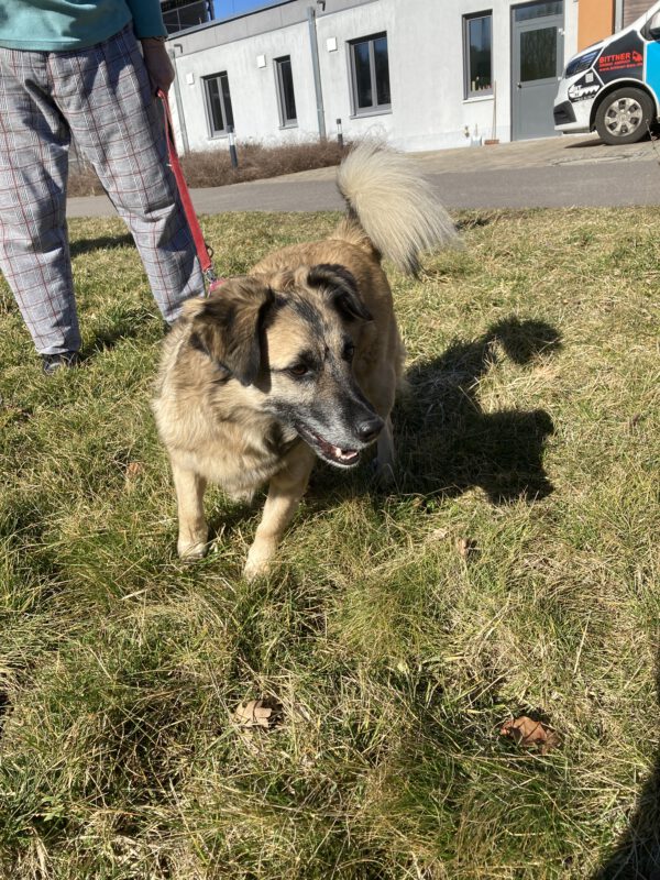 Bobby – Bild 5