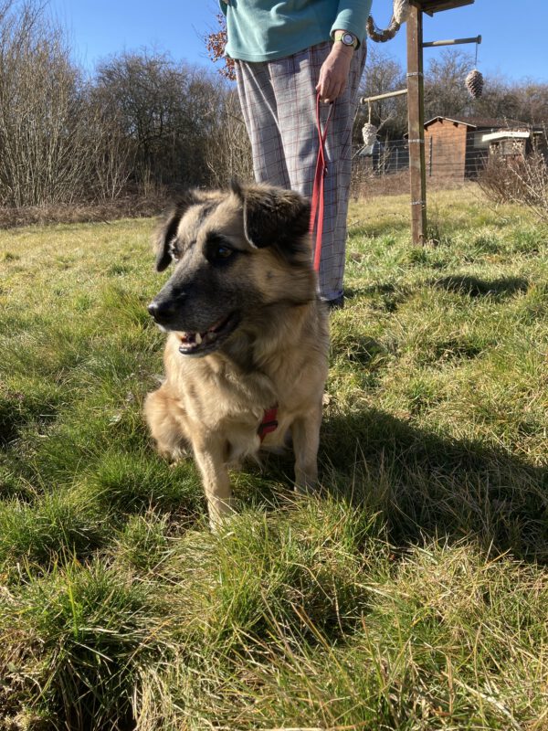 Bobby – Bild 2
