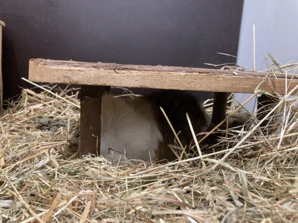 Meerschweinchen Klaus und Klaus – Bild 7