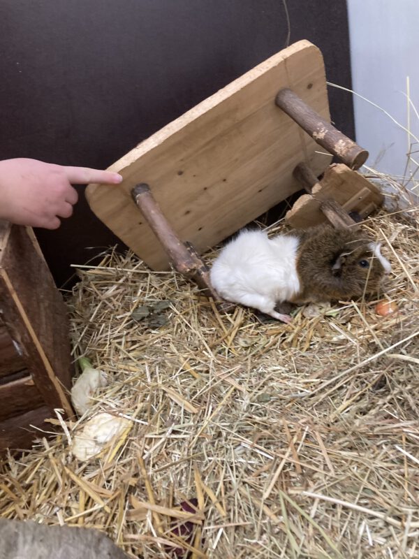Meerschweinchen Klaus und Klaus – Bild 5