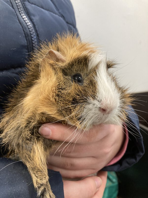 Meerschweinchen Klaus und Klaus – Bild 4