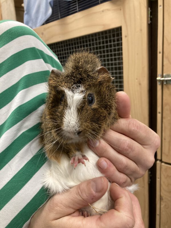 Meerschweinchen Klaus und Klaus – Bild 3