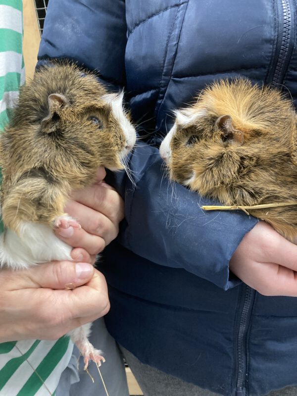 Meerschweinchen Klaus und Klaus – Bild 2