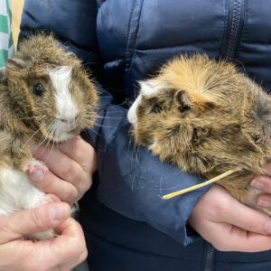 Meerschweinchen Klaus und Klaus