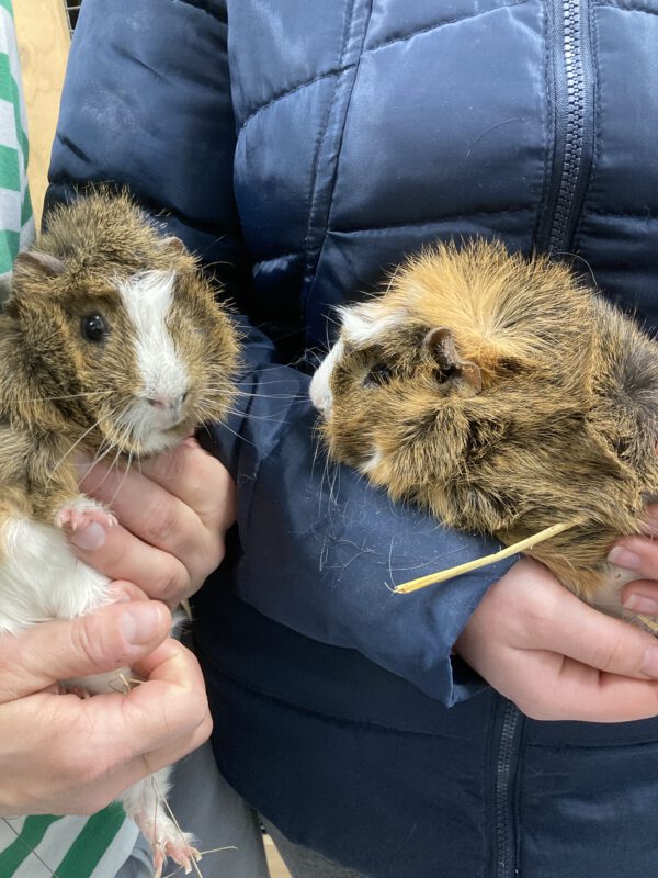 Meerschweinchen Klaus und Klaus