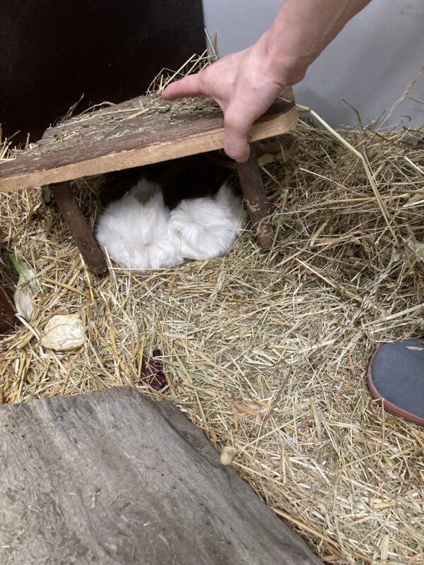 Meerschweinchen Klaus und Klaus – Bild 6