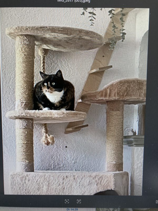 Ronja – Bild 3