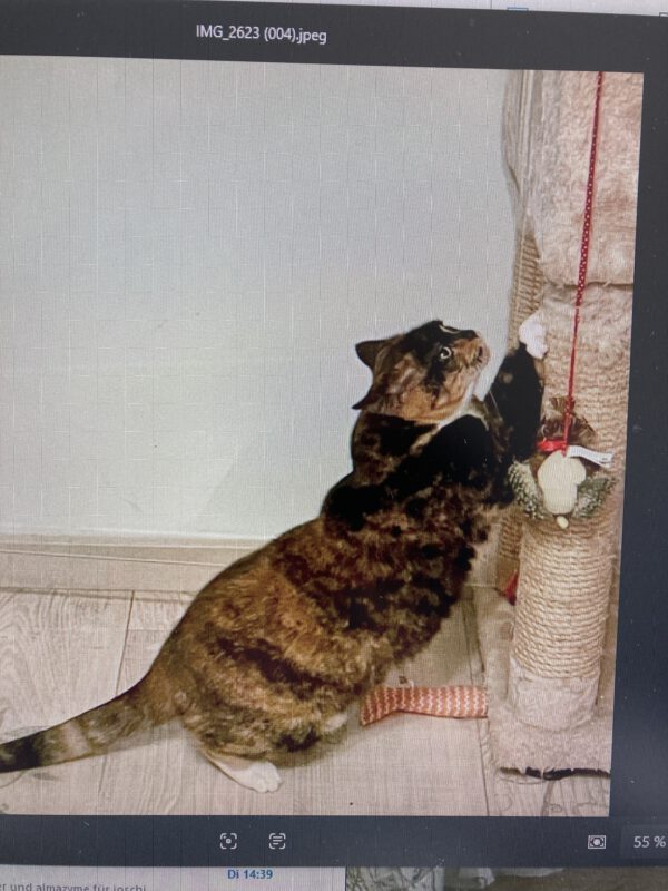 Ronja – Bild 2