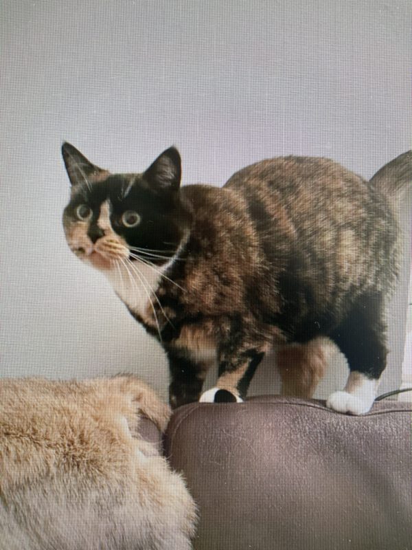 Ronja – Bild 4