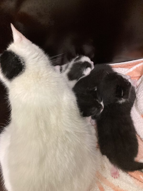 Janine mit 4 Katzenbabys geboren am 26.04.2025 – Bild 4
