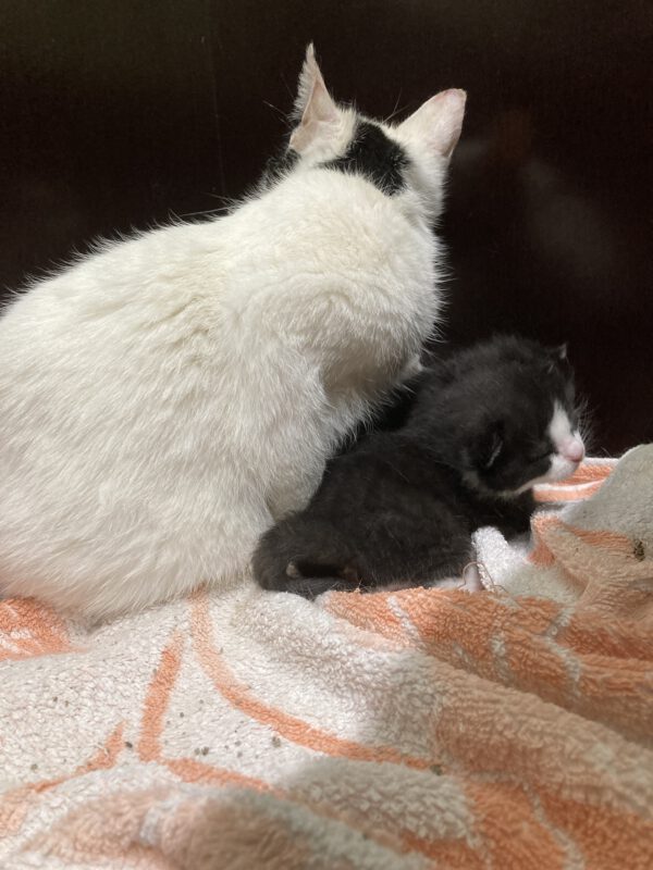 Janine mit 4 Katzenbabys geboren am 26.04.2025 – Bild 5