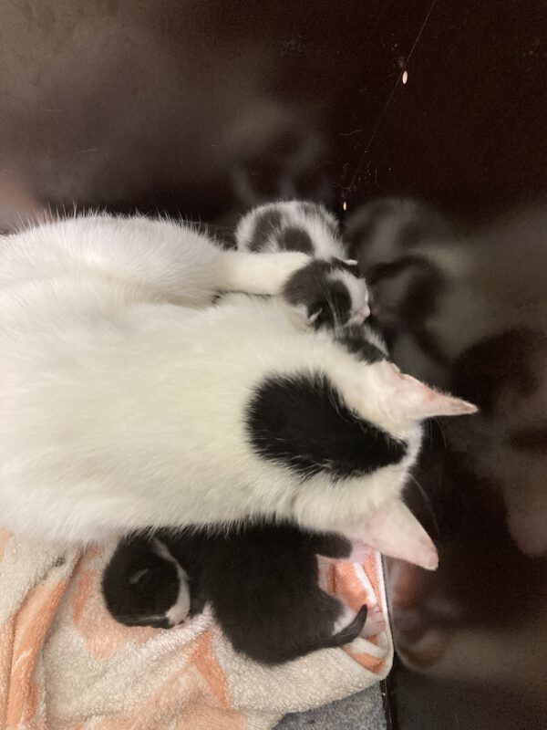 Janine mit 4 Katzenbabys geboren am 26.04.2025 – Bild 6