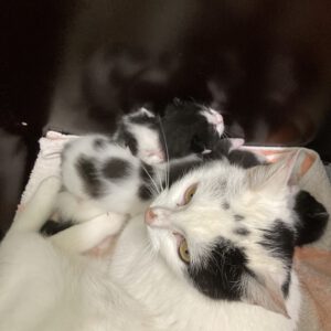 Janine mit 4 Katzenbabys geboren am 26.04.2025
