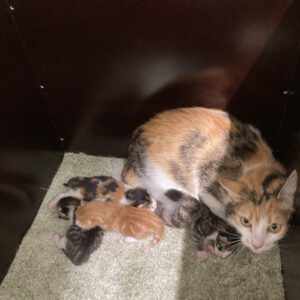Theresa mit 4 Katzenbabys geboren am  04.05.2025