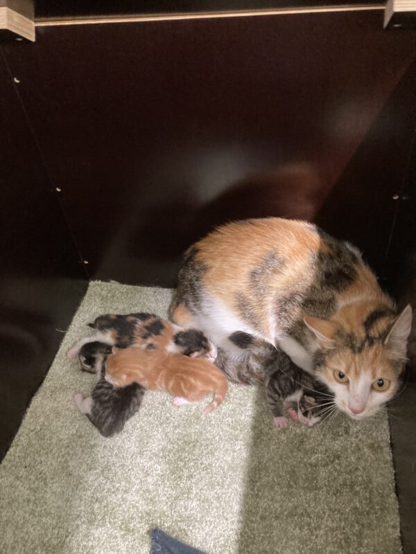 Theresa mit 4 Katzenbabys geboren am  04.05.2025