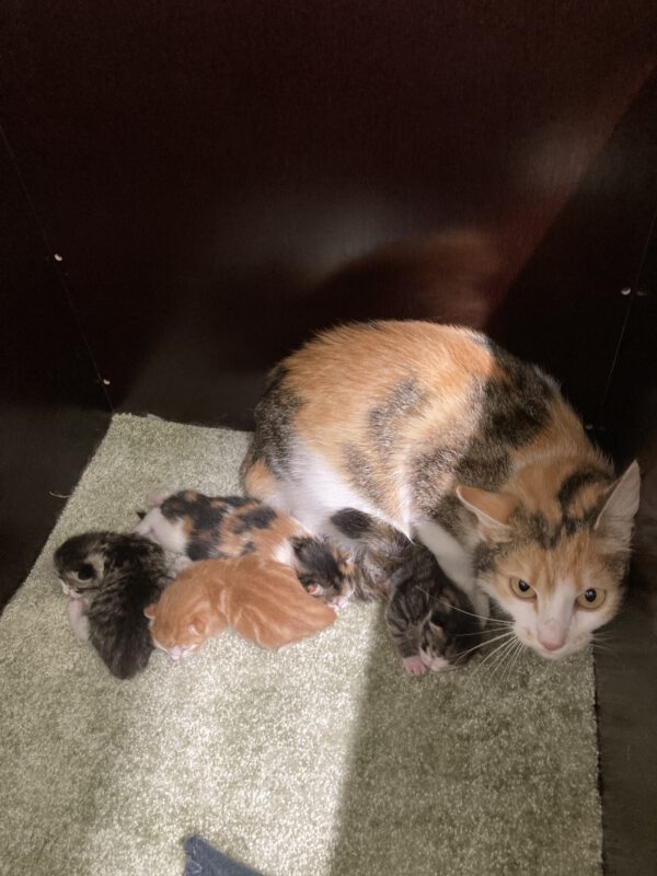 Theresa mit 4 Katzenbabys geboren am  04.05.2025 – Bild 2