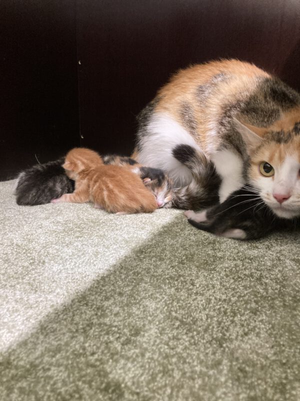 Theresa mit 4 Katzenbabys geboren am  04.05.2025 – Bild 3