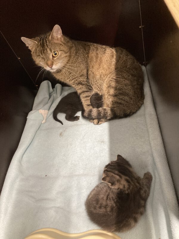 Tessa mit 2 Katzenbabys geboren am 17.04.2025 (reserviert) – Bild 5