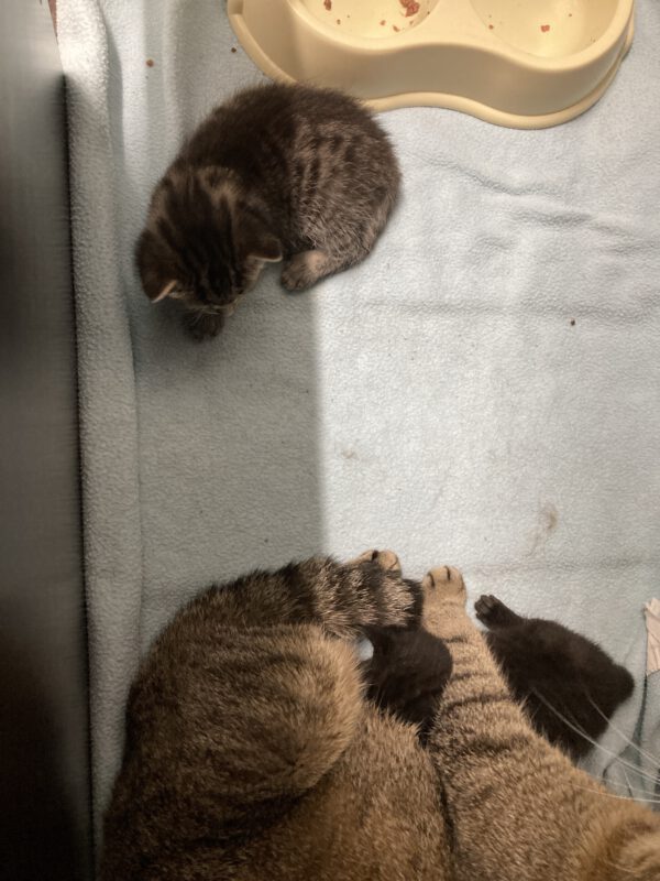 Tessa mit 2 Katzenbabys geboren am 17.04.2025 (reserviert) – Bild 4