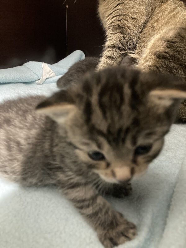 Tessa mit 2 Katzenbabys geboren am 17.04.2025 (reserviert) – Bild 2
