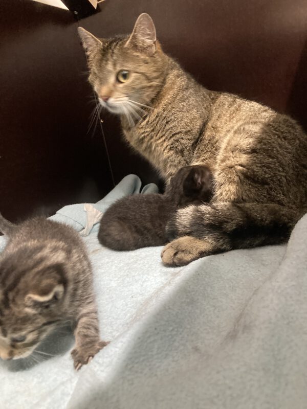 Tessa mit 2 Katzenbabys geboren am 17.04.2025 (reserviert) – Bild 3