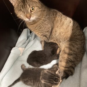 Tessa mit 2 Katzenbabys geboren am 17.04.2025 (reserviert)
