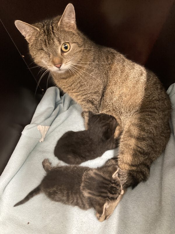 Tessa mit 2 Katzenbabys geboren am 17.04.2025 (reserviert)