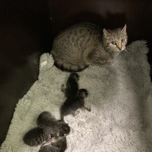 Mama Greta mit 5 Kitten geboren am 12.05.2025