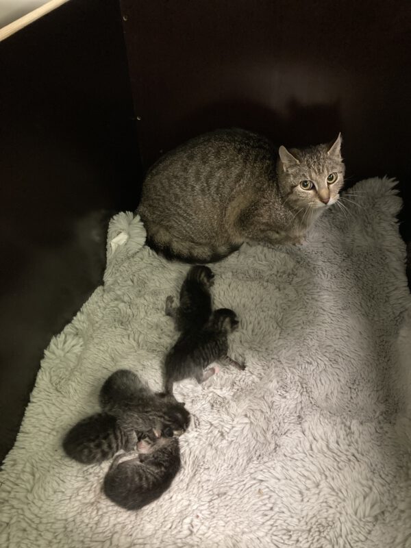 Mama Greta mit 5 Kitten geboren am 12.05.2025 – Bild 2