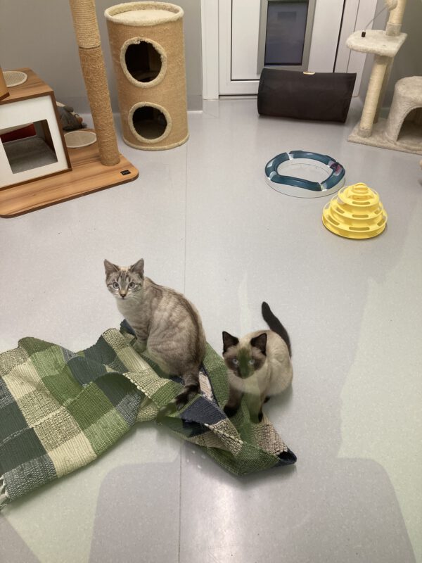 Wimmi und Wörle (unsere Kämpfer) – Bild 4