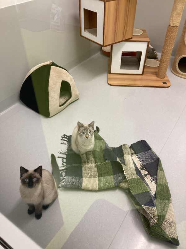 Wimmi und Wörle (unsere Kämpfer) – Bild 5