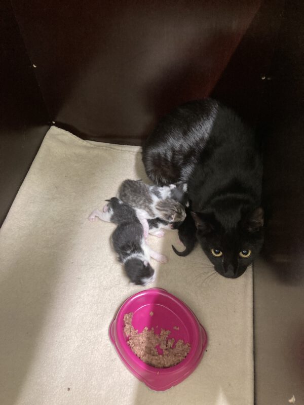 Tini mit 5 Katzenbabys geboren am 05.05.25 – Bild 2