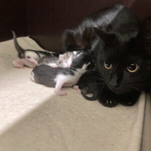 Tini mit 5 Katzenbabys geboren am 05.05.25