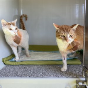 Franz und Sissy       Wir bitten dringend um Hinweise !