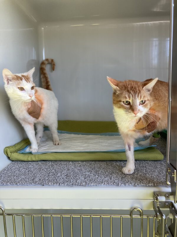 Franz und Sissy       Wir bitten dringend um Hinweise !