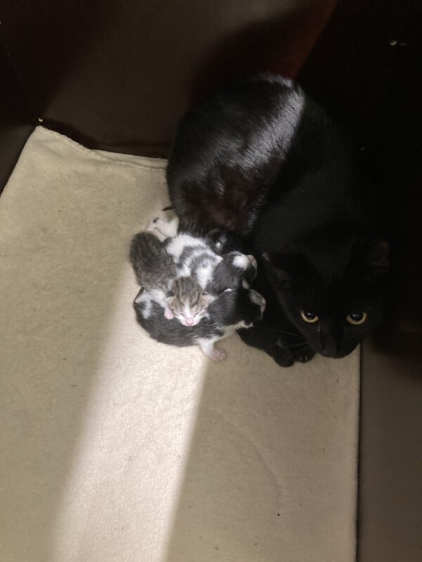 Tini mit 5 Katzenbabys geboren am 05.05.25 – Bild 3