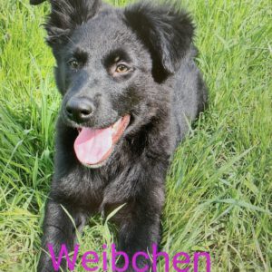4 Altdeutsche Hütehunde ( 3 weibliche, 1männlich)