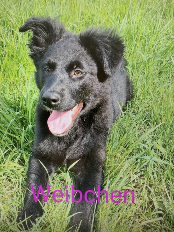 4 Altdeutsche Hütehunde ( 3 weibliche, 1männlich)
