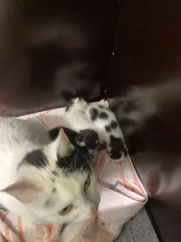 Janine mit 4 Katzenbabys geboren am 26.04.2025 – Bild 2