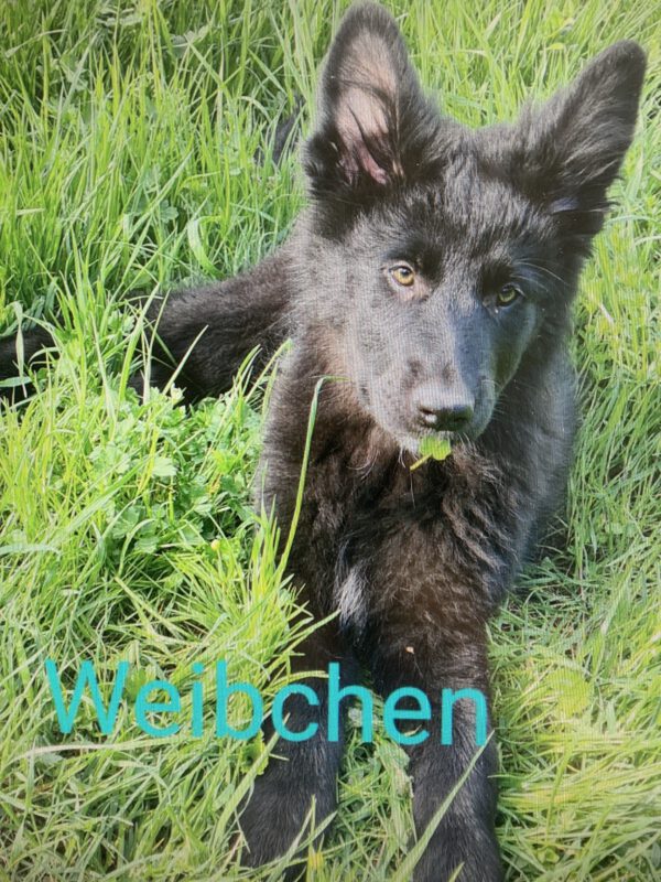 4 Altdeutsche Hütehunde ( 3 weibliche, 1männlich) – Bild 2