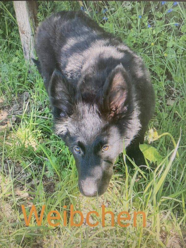 4 Altdeutsche Hütehunde ( 3 weibliche, 1männlich) – Bild 3
