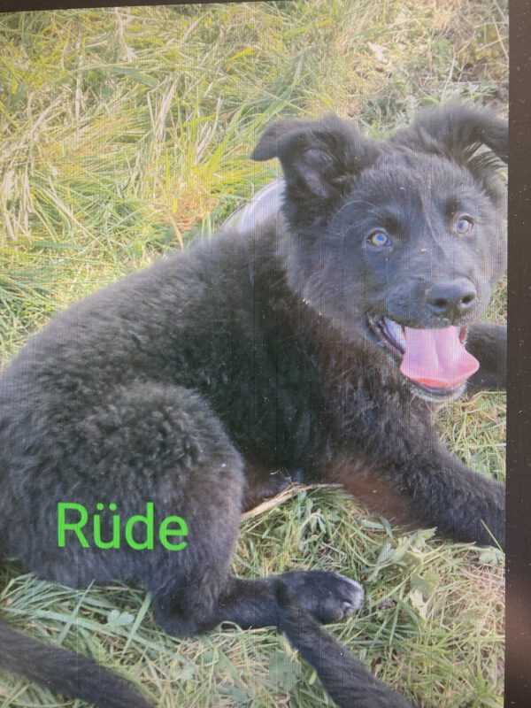 4 Altdeutsche Hütehunde ( 3 weibliche, 1männlich) – Bild 4