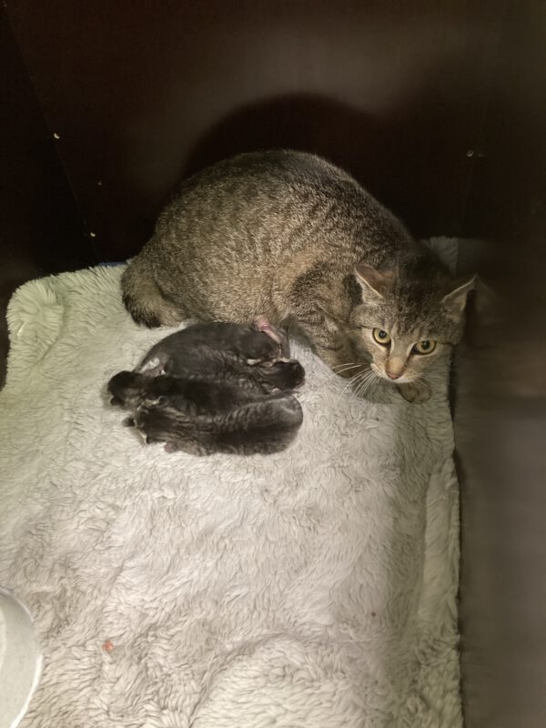 Gesa mit ihren 4 Kitten  geboren am 15.05.2025 – Bild 2