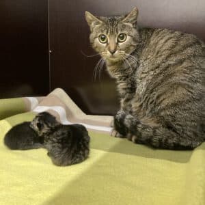 Gesa mit ihren 4 Kitten ( 2 sind unter der Mutti versteckt ) geboren am 15.05.2025