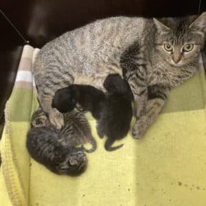 Gesa mit ihren 4 Kitten  geboren am 15.05.2025