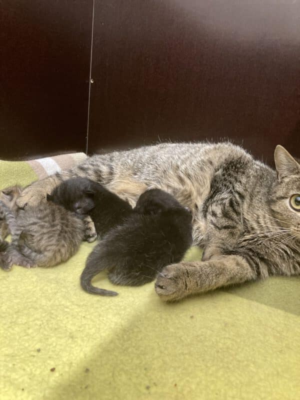 Gesa mit ihren 4 Kitten  geboren am 15.05.2025 – Bild 4