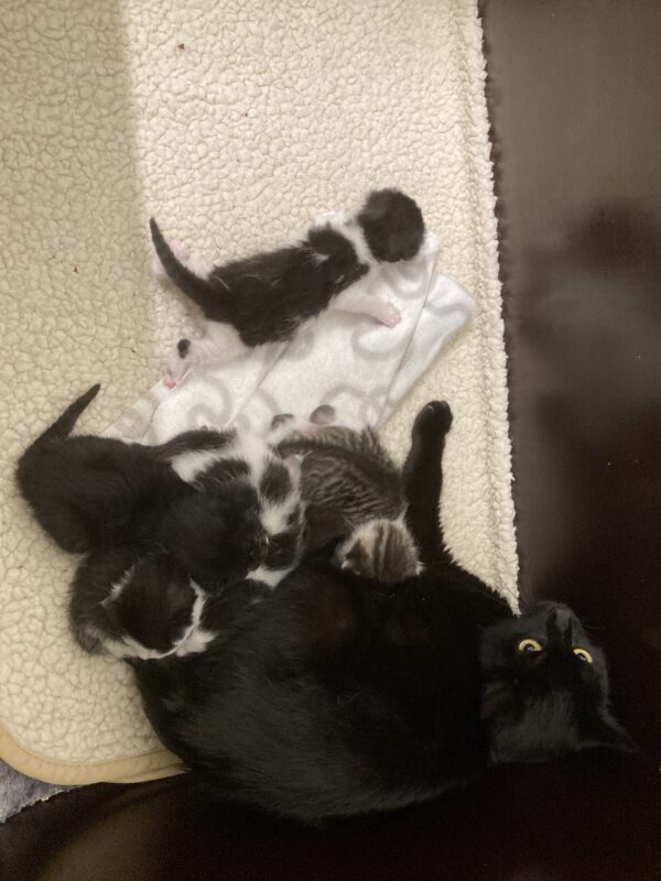 Tini mit 5 Katzenbabys geboren am 05.05.25 – Bild 6